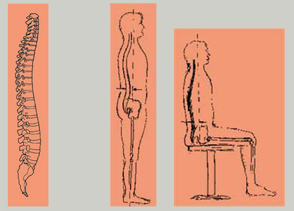 Die Wirbelsäule und die unterschiedlchen Schwerpunkte zwischen Stehen und Sitzen